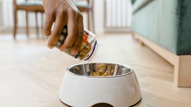 Human Foods That Are Safe (and Dangerous) for Your Pet